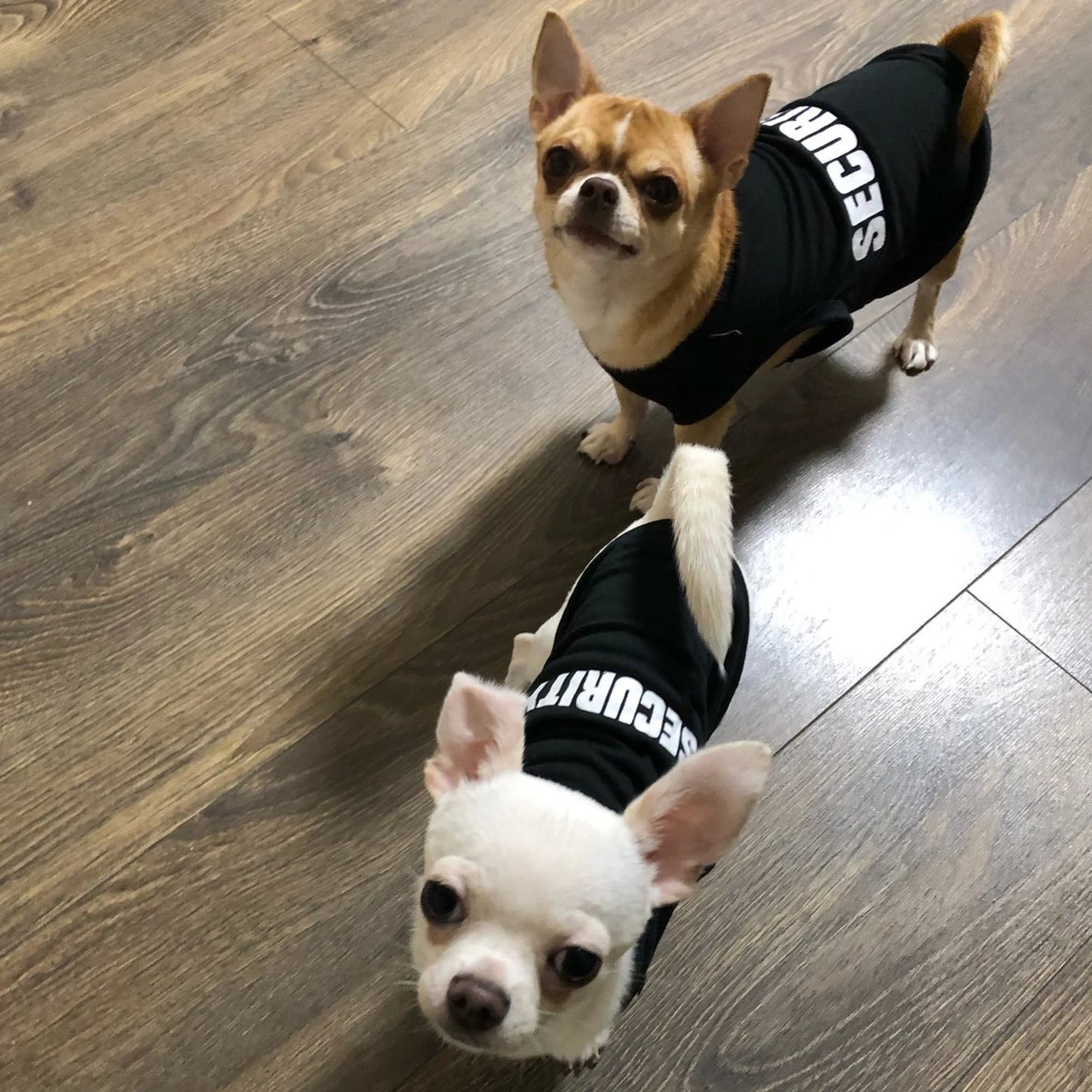 Security Clothing For Dogs Vest Shirt All Seasons Pet Wear